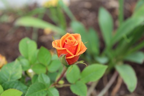 flower  nature  blossom