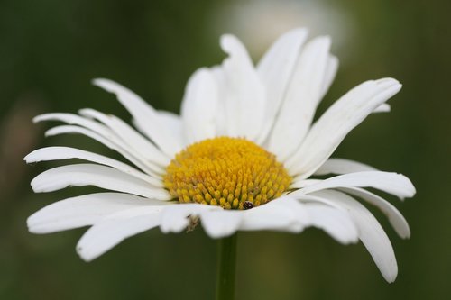 flower  marguerite  nature