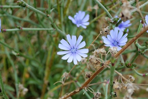 flower  plant  spring