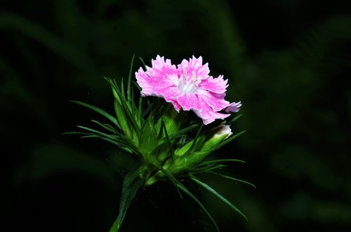 flower  carnation  carnation pink