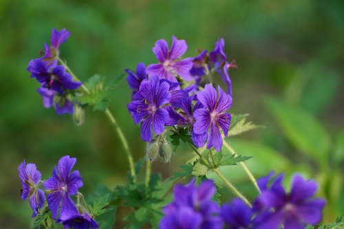 flower  plant  blossom