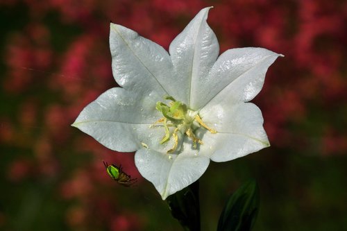 flower  rozwar  white