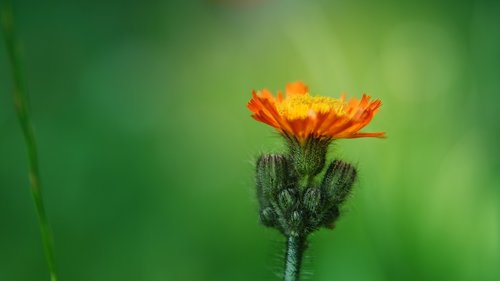 flower  green  meadow