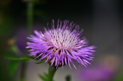 flower  nature  close up