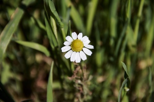 flower  daisy  closeup