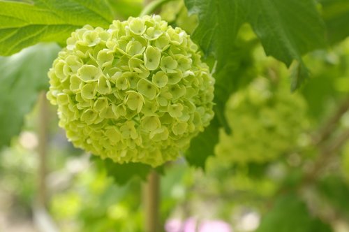 flower  bunch  green