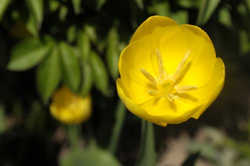 flower  garden  yellow