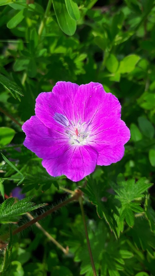 flower  wild flower  nature