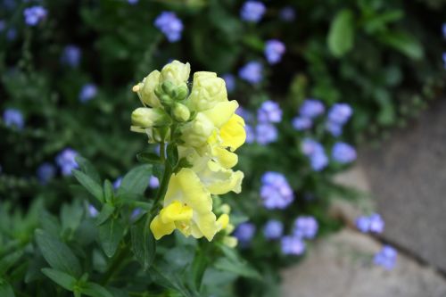 flower snapdragon yellow