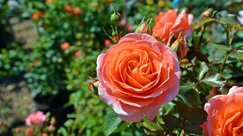 flower  rose  orange rose