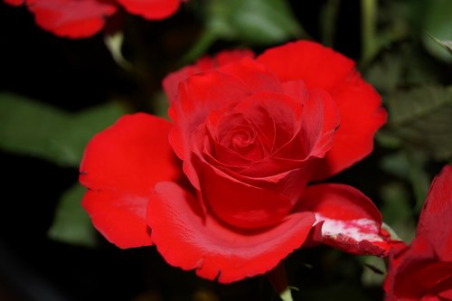 flower  rose  close up