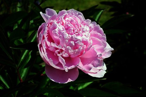 flower  peony  pink