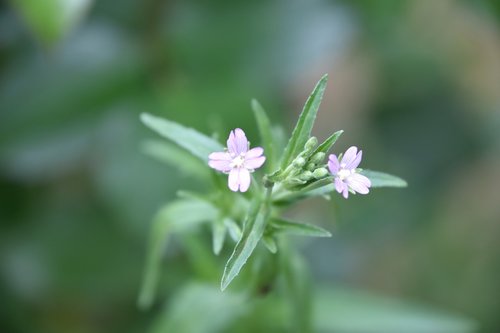 flower  pink  garden