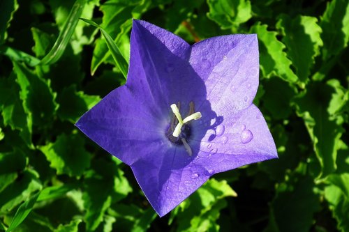 flower  rozwar  blue