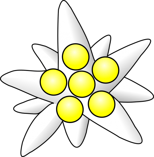 flower white yellow