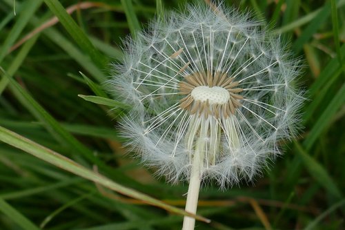 flower  dandelion  macro