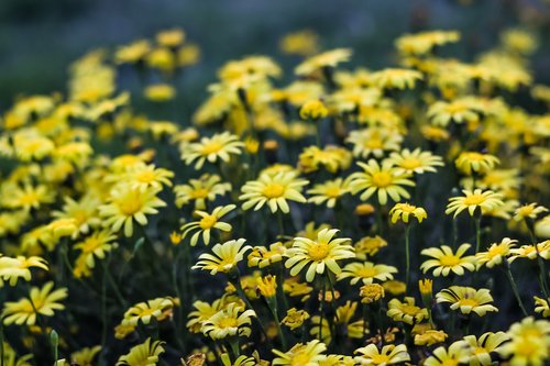 flower  sunflower  yellow