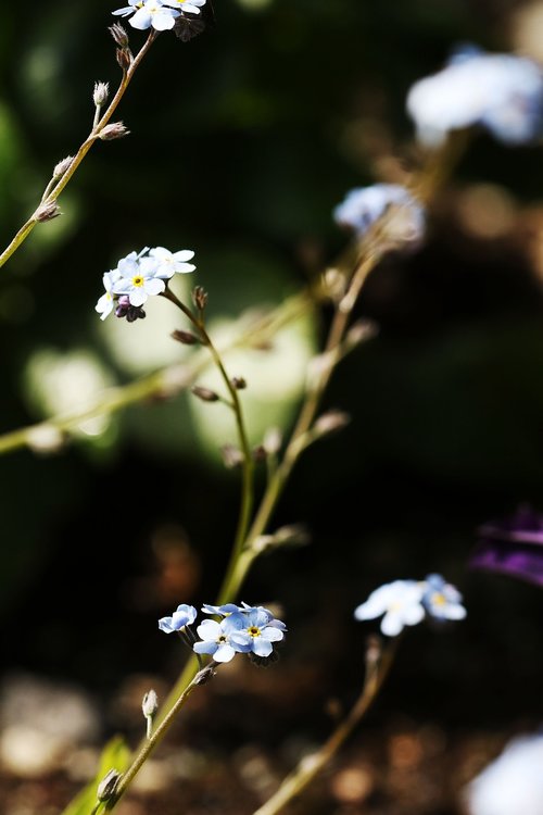 flower  nature  garden