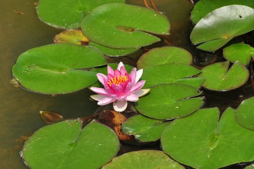 flower  water lily  aquatic plant