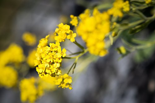 flower  yellow  flowers