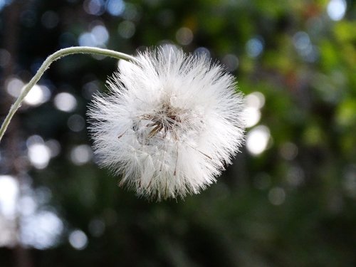 flower  landscape  nature