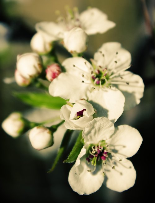 flower  floral  nature