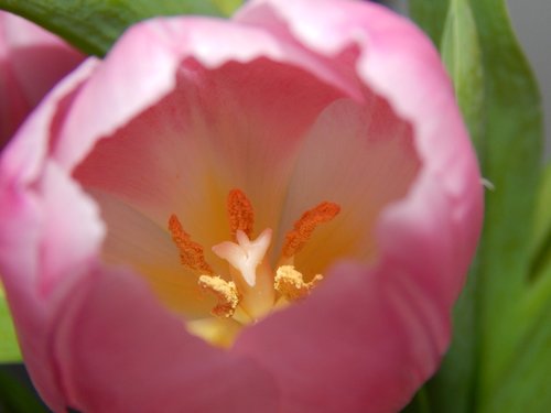 flower  pink  yellow