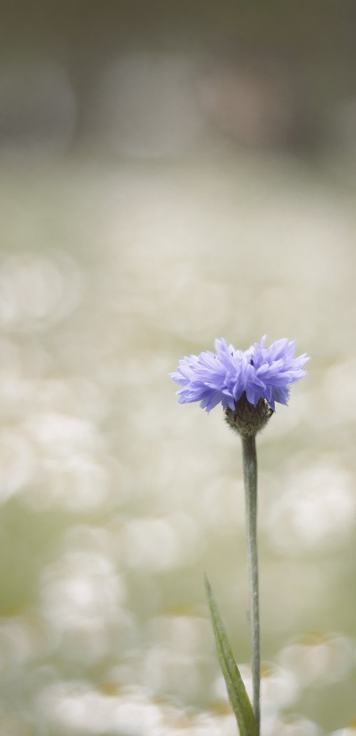 flower  purple  nature