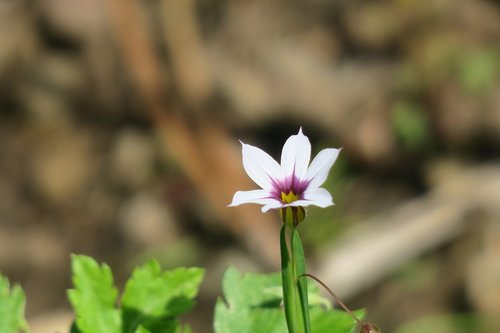 flower  natural  plant