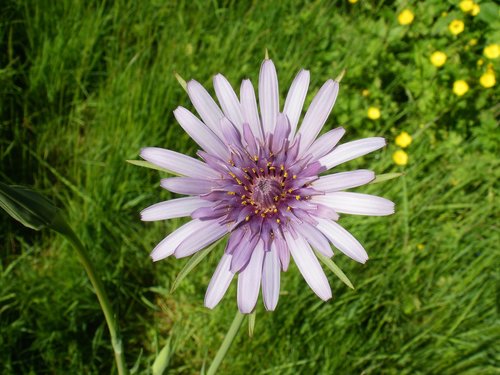 flower  nature  purple