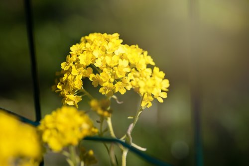 flower  yellow  yellow flower