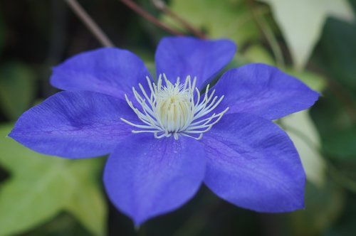 flower  blue  inflorescence