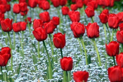 flower  garden  nature