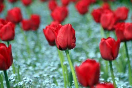 flower  garden  nature