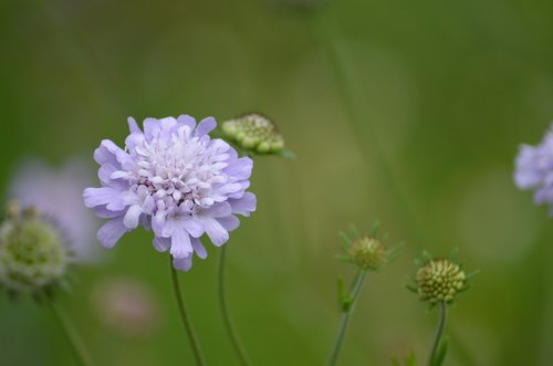 flower  blossom  bloom