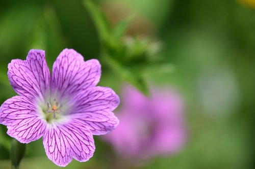 flower  plant  petals