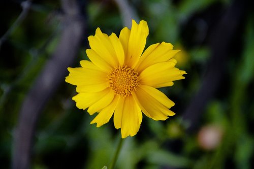 flower  yellow  beautiful flower