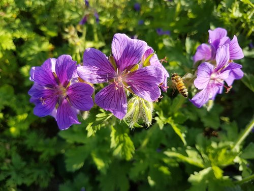 flower  nature  garden