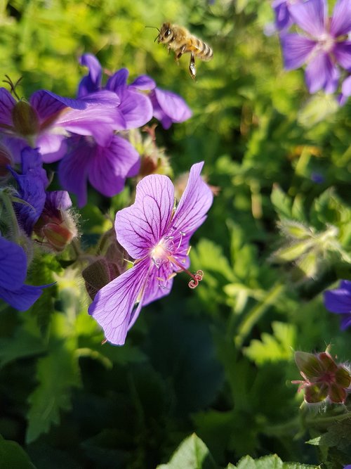 flower  nature  garden