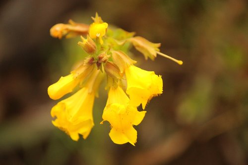 flower  plant  nature