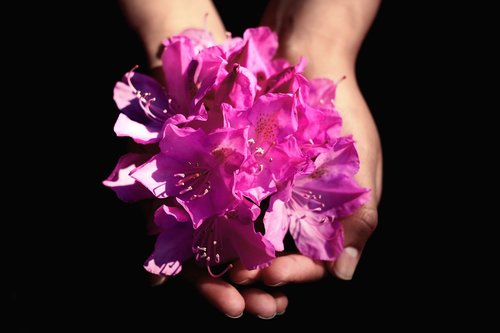 flower  hands  dark