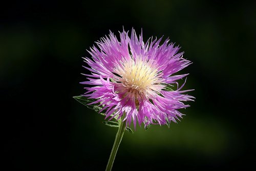 flower  the beauty of nature  spring