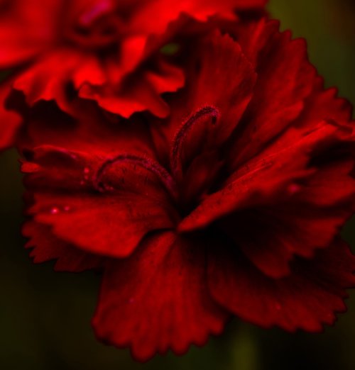 flower  floral  red