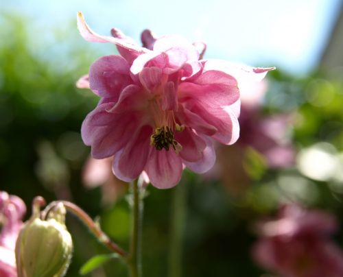 blossom bloom pink