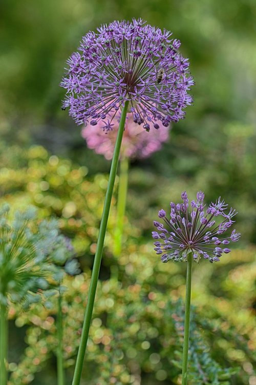 flower  garden flower  floral