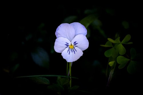 flower  white flower  nature