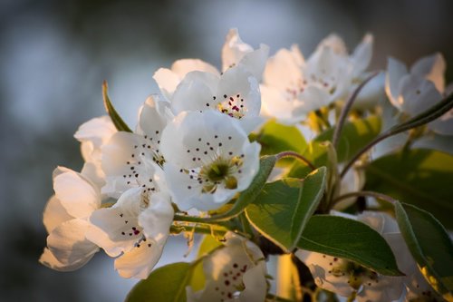 flower  nature  spring