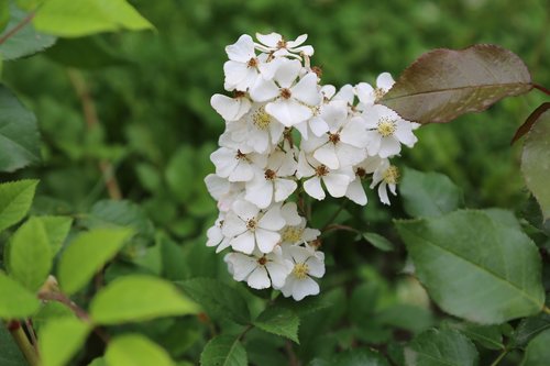 flower  white flowers  spring