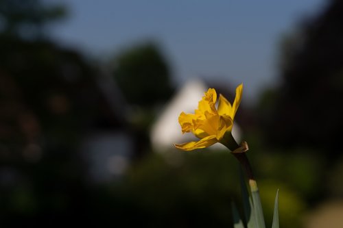 flower  background  nature