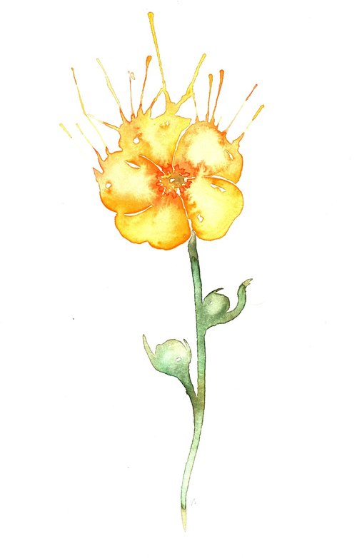 flower  buttercup  yellow
